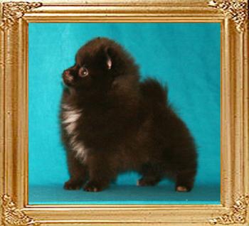 1.1lbs at 2mos. 8_Yingyang_Chocolate_Gypsy_46063_2mos_1.1_lb.jpg