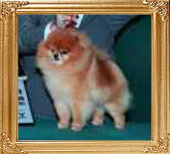 Am_GCH_Ch_Wilhoite_N_Rodis_Golden_Boy.jpg