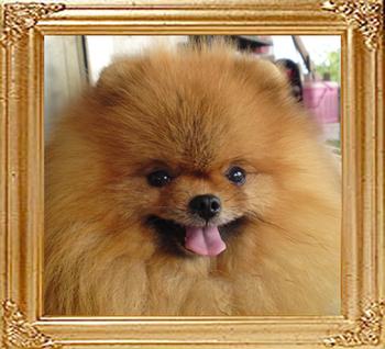 Amalo__of_Mei_Tse_Ai_Chuan_Cheng_Jung_Wu.jpg