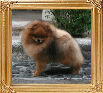 Andwari_of_Kuo_Lung_Lin_Kennel_42109.jpg