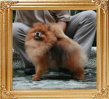 Andwari_of_Kuo_Lung_Lin_Kennel_8.5yr_42109.jpg