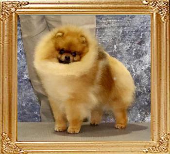 BISS.GCH._Starfires_Don_Vito_Corleone.jpg