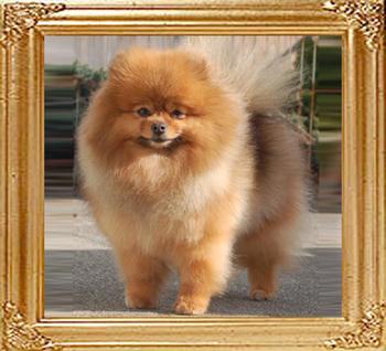 Bachmans_Sweet_Escape_To_CR.jpg