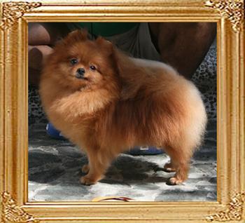 Ballet_of_Kuo_Lung_Lin_Kennel_2yr_1mo_8063.jpg