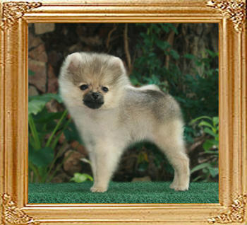 Bravestar_x_Calendar_Girl_F_3mo_2wks.jpg
