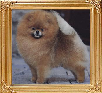CR_Chase_What_Matters_GCH_CH.jpg