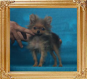 Canton_American_Goddess_1.76lbs_4mo_2wk_P6-6_1628.jpg