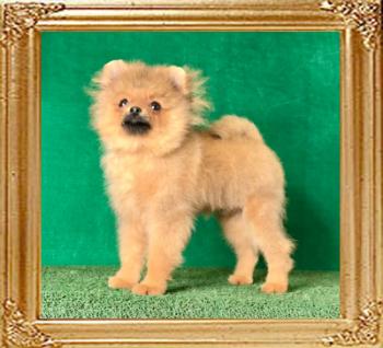 Canton_Amo_Chulo._3.1lbs_at_5_mos_3wks.jpeg