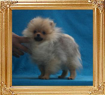 Canton_Analaura_Ashlin_2.2lbs_4mo_2wk_P_5-6_5731.jpg