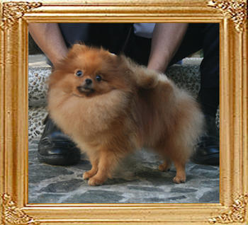 Canton_Analaura_Ashlin_2yr_6mo_3.96lbs_4064.jpg