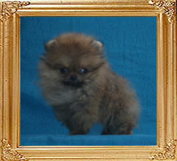 Canton_Andrea_Bling_0.66lbs_2mo_2wk_0294.jpg