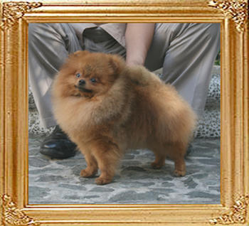 Canton_Andwari_My_Sweet_1yr_10mon_5.17lbs_3059.jpg