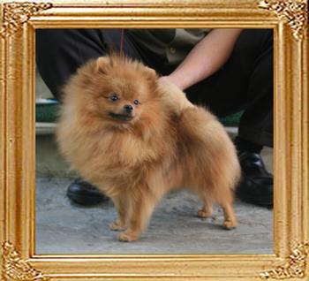 Canton_Andwari_My_Sweet_4.18lbs_9mo_6-6_4918.jpg