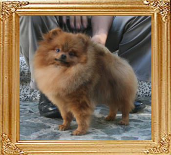 Canton_Andwari_My_Sweet_4.4lbs_8256.jpg
