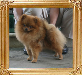 Canton_Andwari_My_Sweet_4.6lbs_1yr_6mo_3328.jpg