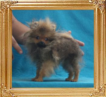 Canton_Anona_Ashlin_1.6lbs_4mo_2wk_P_6-4_5714.jpg