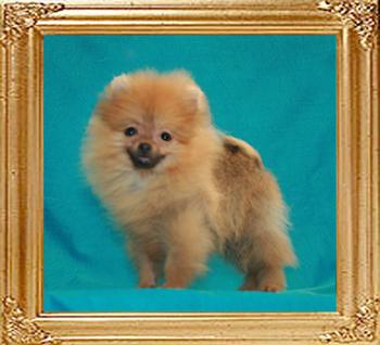 Canton_Apollo_Beledere_1.8lbs__3mo.jpg
