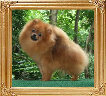 Canton_Apollo_Belvedere_9.5month_5.8lbs_47002.jpg