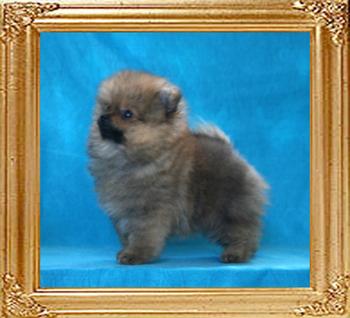 Canton_As_Good_As_It_Gets_2mos_1.3lb_framed.jpg