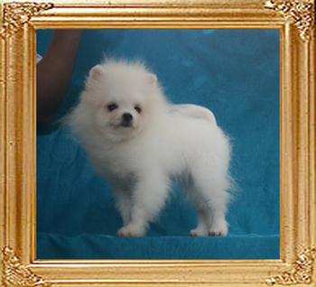 2.2lbs at 4months 3weeks Canton_As_You_Desire_Me_4mo_3wk_2.2lbs_49639.jpg