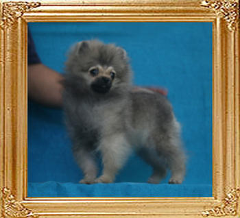 Canton_Ashleigh_Good_P6-6_2.2lbs_4mo_2621.jpg