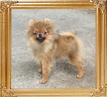 Canton_Azalea_Harvey_4mos_6728_final.jpg