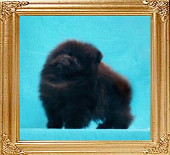 Canton_Babylon_1.1lbs_2mo_1wk_47056.jpg