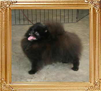 Canton_Babylon__18cm_4lbs_47056.jpg
