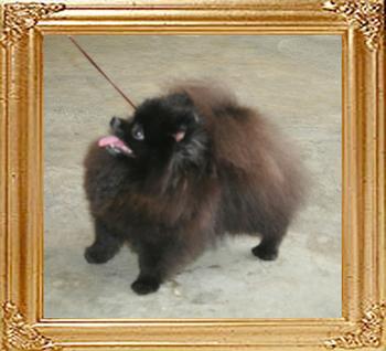 Canton_Babylon__18cm_4lbs_47056_2.jpg