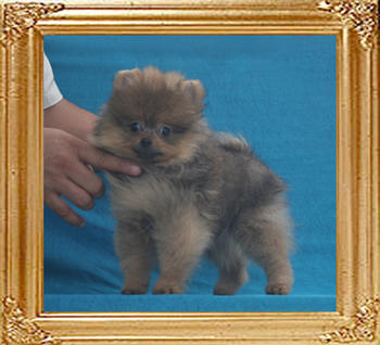 Canton_Baron_Reich_2.2lbs_P6-6_2mo_2wk_7846.jpg