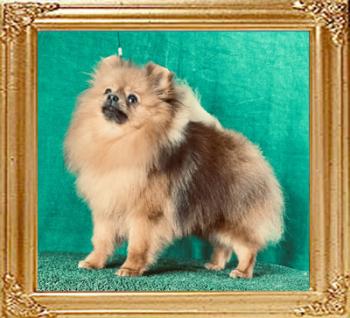 Canton_Baron_Rising_1_yr_1_mo_5942.jpg
