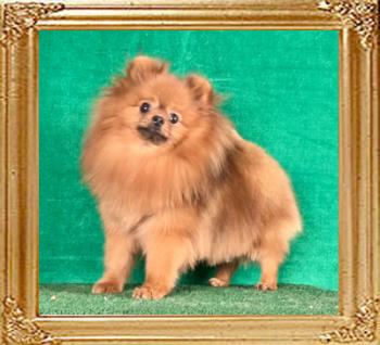 Canton_Baron_arising_1_yr_8_mos_3636.jpg