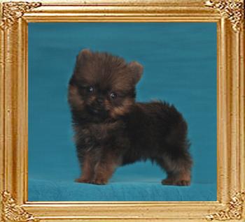 Canton_Baron_of_MT_Crest_0.9lbs_1mo_2wk_49633.jpg