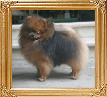 Canton_Baron_of_Mountain_Crest_5.5lbs_4025.jpg