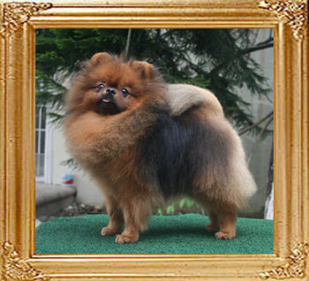 Canton_Baron_of_Mt_Crest_5.7lbs_2yr_4mo_1984.jpg