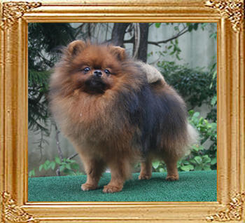 Canton_Baron_of_Mt_Crest_5.7lbs_2yr_4mo_2006.jpg