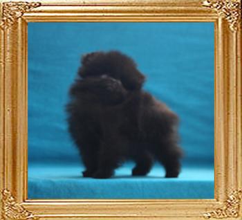 Canton_Barry_Beowolf_1.1lbs_at_2mo_p6-6_6494.jpg