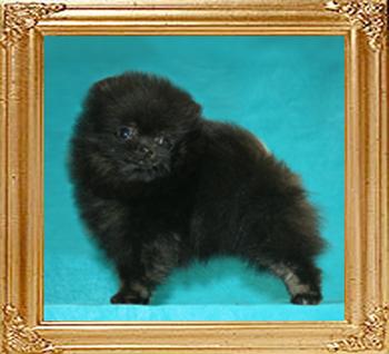 1lb at 2months Canton_Black_Avenger_2mo_1lbs.jpg