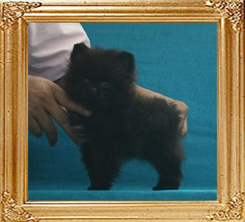 Canton_Black_Jewel_1.65lbs_3mo_P6-6__7575.jpg