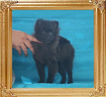 Canton_Black_Meadows_3.2lbs_4mo_1wk_P6-6_1019.jpg