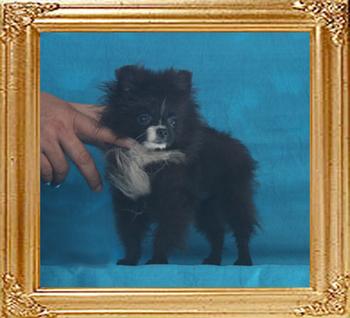 Canton_Black_Sky_2.2lbs_4mo_1wk_P6-6_1009.jpg