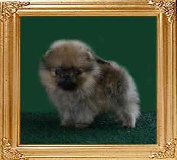 Canton_Bold_Spirit_M_1mo_3wks_12-21-10.jpg