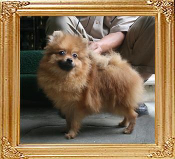 Canton_Boodie_Doodle_7mon_1wk_6lbs_P6-6_9534_.jpg