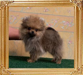 Canton_Braedyns_Gold_3mos_1.4lbs_6976.jpg