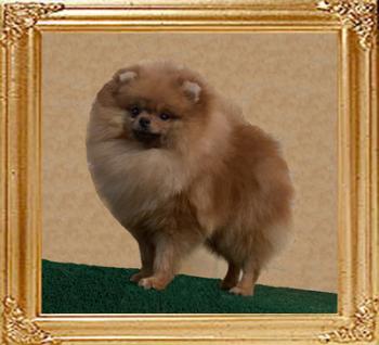 Canton_Braedyns_Gold_6020.jpg
