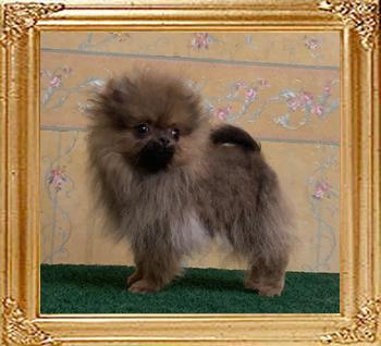 Canton_Bralynns_Gold_3mos_1.1lbs_6912.jpg