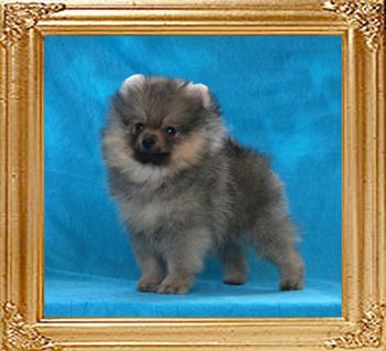 Canton_Brave_Ruler_2mos_1.6lb_framed.jpg