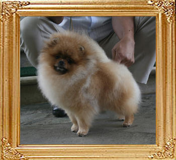 Canton_Bravo_China_4.8lbs_1yr_4mo_3231.jpg