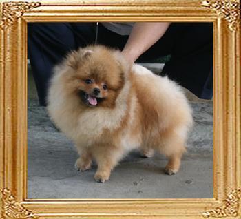 Canton_Bravo_China_8mo_7921_final.jpg
