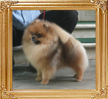 Canton_Bravo_Royale_1yr_7mon_4.4lbs_6993.jpg